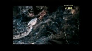 Тарантул против змеи — отличная схватка!