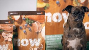 Нужно ли менять корм собаке, или собака может есть один корм всю жизнь? Как часто менять корм?