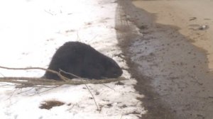 Бобр тащит дерево в хатку #бобр#бобер#хатка#дикая природа