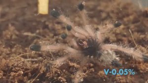 Террариум для паука-птицееда.