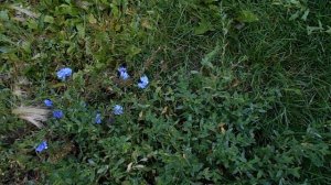 Поле..., звук ветра и шелест травы. Футаж.