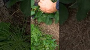 Малина Маравилла Московская область.Волоколамский р-н.д.Чертаново.Ватсап 89264563533.