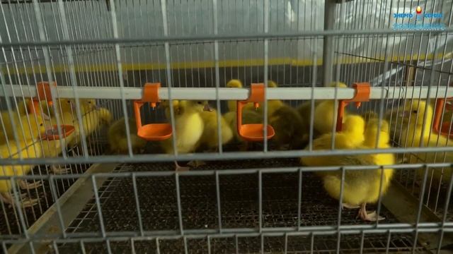 Клетки для куриц. Частное подворье. ООО Энергогазсервис Екатеринбург смотреть онлайн