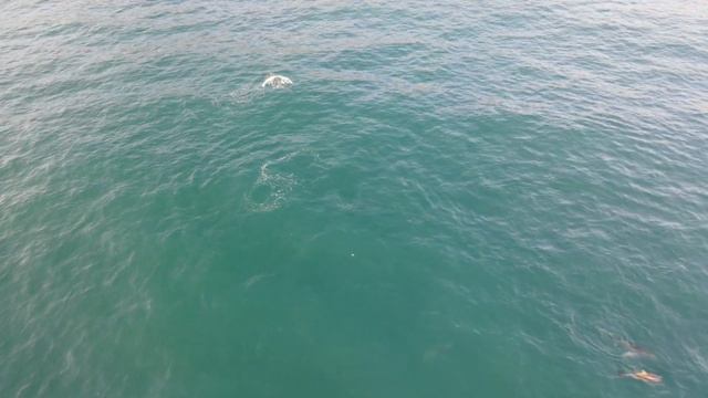 Крым открыт. Дельфины в Балаклаве апрель2021 смотреть онлайн