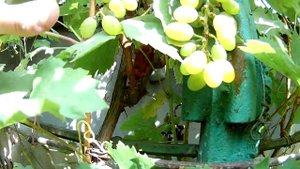 Сорт винограда "Дамский пальчик" / Grape variety "Ladies' finger"