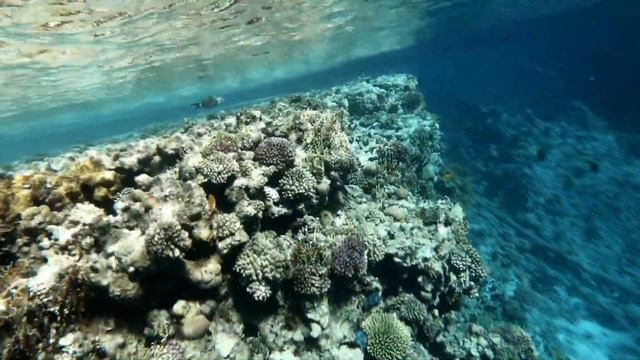 Риф Domina Coral Bay Oasis, Шарм-эль-Шейх (Sharm El Sheikh)