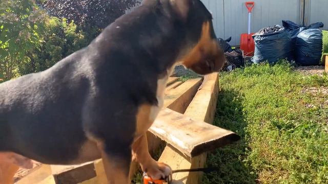 Не творческие работы. Парковка превращаться в зону отдыха собак и людей смотреть онлайн