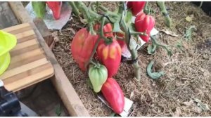 Сорт томата- Тюльпан розовый?