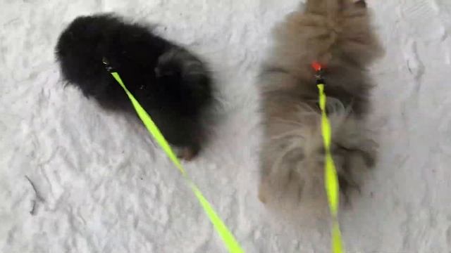 Прикорм щенков йорка, прогулка в дендропарке, стригу шпица смотреть онлайн