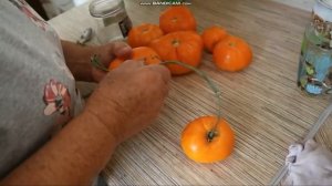 сортовой томат ОРАНЖЕВЫЙ ГИГАНТ ДМИТРИЕВА обзор