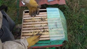 Муравьинка. Максимум о всей процедуре закладки в ульи! Рекомендую ее для достойного удара по клещу.