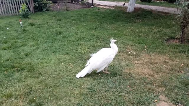 БЕЛЫЙ ПАВЛИН (Редкий вид на Украине) смотреть онлайн