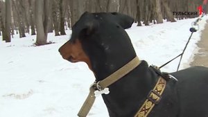 Немецкий пинчер