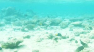 ПЛАТНЫЙ ПЛЯЖ В ШАРМЕ El FANAR.