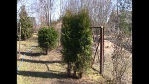 Букетная посадка деревьев и кустарников - использование в садовом дизайне