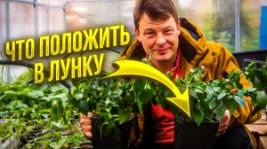 5 вариантов что положить в лунку при посадке рассады