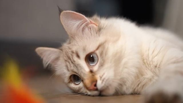 EXTREMELY Soothing Cat Therapy Music - Relax Your Cat! Cat Music - Music to Help Your Kitty Sleep смотреть онлайн