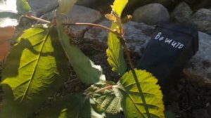 саженцы ежевики перевалка