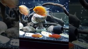 Аквариум 500л. Хромис красавец. Северум красный жемчуг.