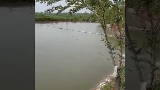 Рыбалка не далеко от города #рыбалка #бишкек #карп #амур смотреть онлайн