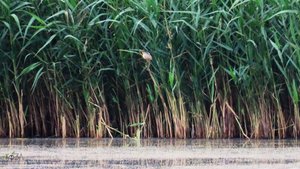 Кто ходит в тростниках и ворчит собачкой? Волчок. Самец и две самки
