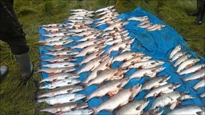 На севере Сахалина пойманы браконьеры