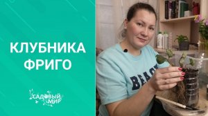 Клубника фриго - это не сорт.Это вид саженцев садовой земляники.