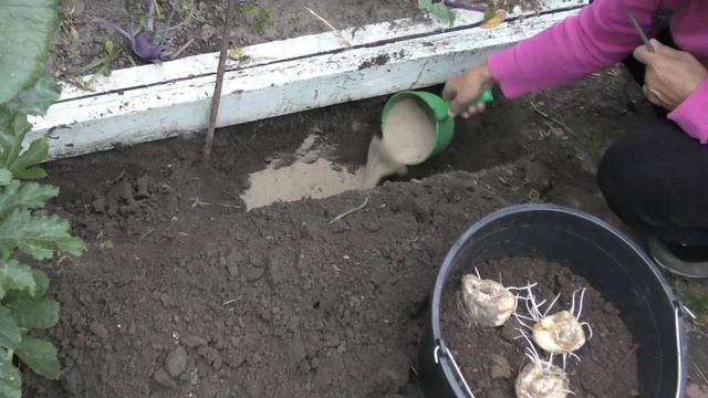 Рябчик Императорский ? Особенности посадки смотреть онлайн