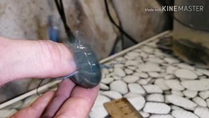 #АККР. Как отличить молодь самку от самца австралийского рака по половым признакам.