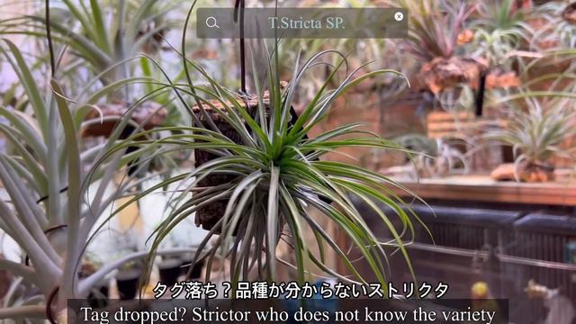 育成中のTillandsia ストリクタ特集第二弾 VOL.16 The first special feature on Tillandsia stricta under training смотреть онлайн
