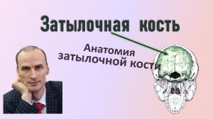 Затылочная кость. Строение затылочной кости с названиями на русском и латинском языках