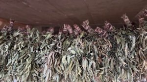 Свойства Эвкалипта Обработка древесины