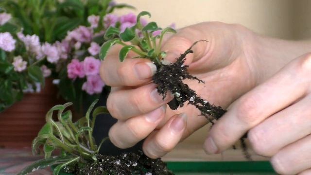 РАССАЖИВАНИЕ ДЕТОК ФИАЛКИ ОТ ЛИСТА | Сколько нужно времени чтобы вырастить деток из листа