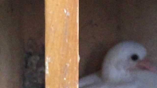 #Pigeon.Когда и как надо глистогонить голубей.