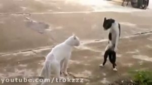 Cat Ninja Attack / Кот Ниндзя Атакует