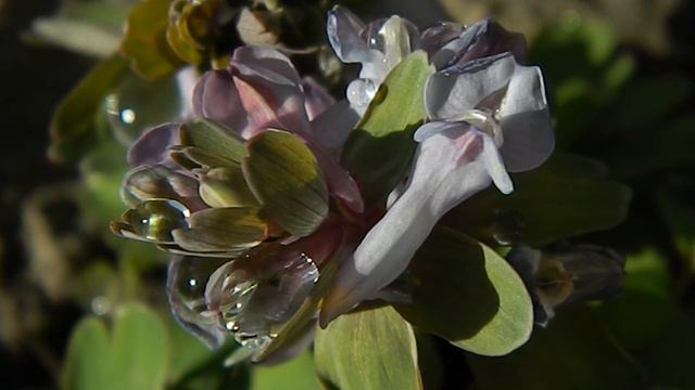 Хохлатка_Ряст_3 16_03_2020 смотреть онлайн