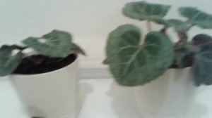 Цикламены из семян в домашних условиях