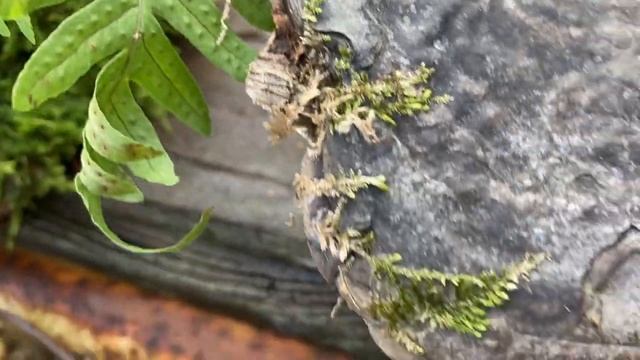 Папоротниковые «кочки». смотреть онлайн