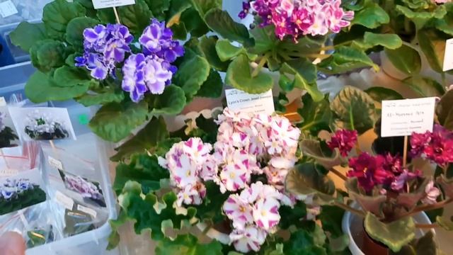 ВЫСТАВКА КОМНАТНЫХ РАСТЕНИЙ В САНКТ ПЕТЕРБУРГЕ смотреть онлайн