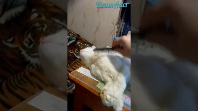 Как приручить дикого котёнка ? смотреть онлайн