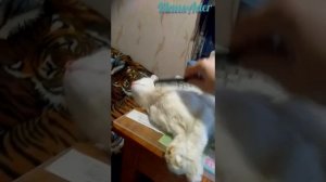 Как приручить дикого котёнка ?