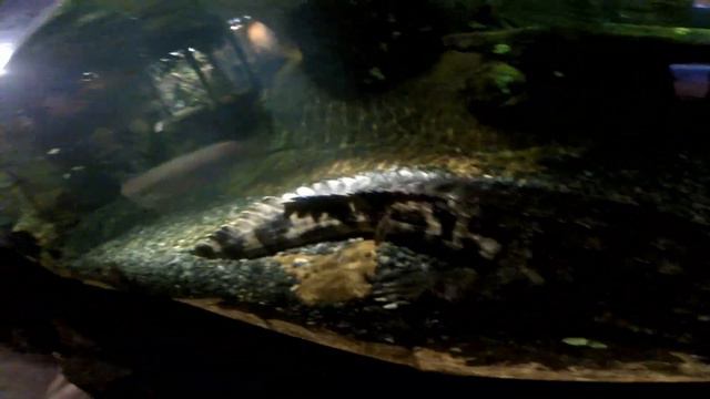 Океанариум в США Aquarium Virginia beach смотреть онлайн