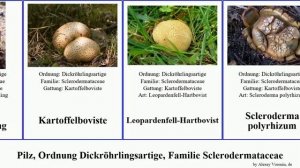 Pilz, Ordnung Dickröhrlingsartige, Familie Sclerodermataceae fungus Nine Boletales verrucosum