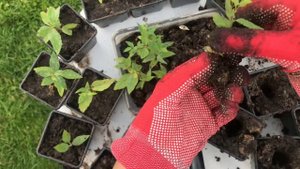 #спирея Рассаживаю укоренённую спирею японскую Голден принцесс. Зимовать будет в этих стаканах.