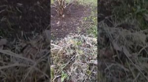 Обработка кустов смородины и крыжовника весной.