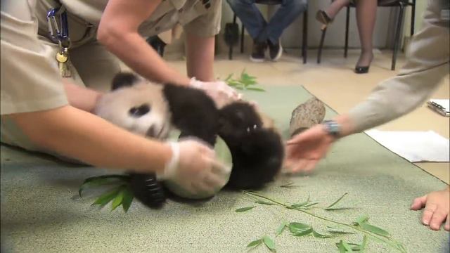 Panda Cub Has a Ball - Xiao Liwu's 18th Exam смотреть онлайн