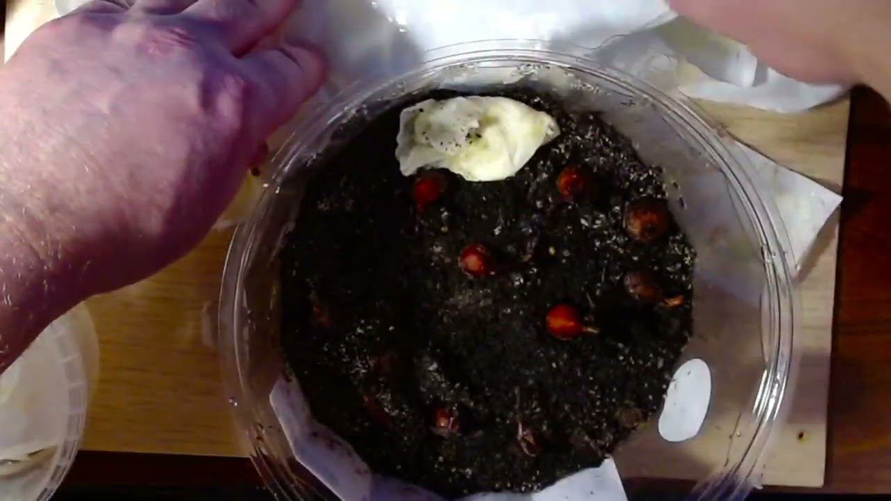 Результаты проращивания семян способом "Улитка" смотреть онлайн