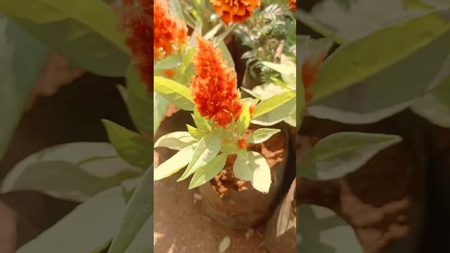 Farming of Crested Cock's-comb #cockscomb