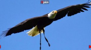 #птицы #животные #длясамыхмаленькихПТИЦЫ - развивающие мультики для малышей. Учим животных вместе!