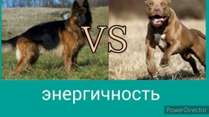 Питбуль VS Немецкая овчака.КТО СИЛЬНЕЕ?
